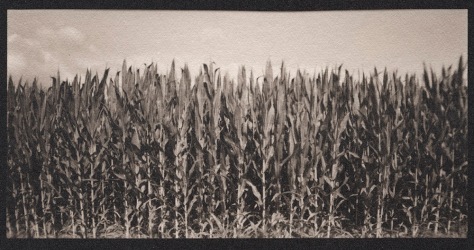 Corn Field, Best Farm